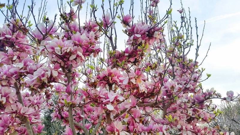 fioritura-Puglia-magnolia